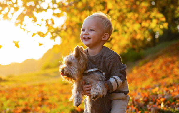 Simple happiness. Sweet childhood memories. Child play with yorkshire terrier dog. Toddler boy enjoy autumn with dog friend. Small baby toddler on sunny autumn day walk with dog. Happy childhood - Photo, Image