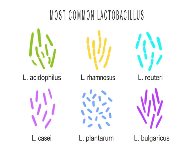 Conjunto de tipos de bacterias Lactobacillus. Grupo de bacterias del ácido láctico. Microorganismos bajo microscopio aislados sobre fondo blanco. Ilustración vectorial - Vector, Imagen