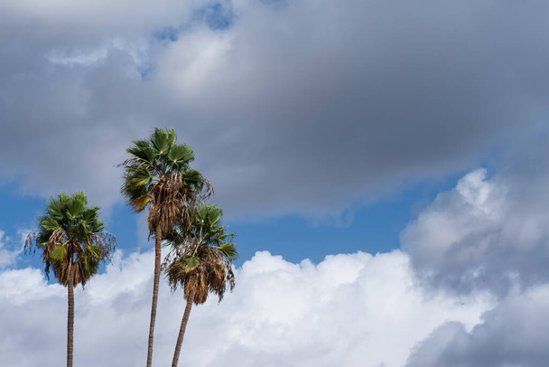 Palmbomen, wolken, blauwe lucht en achtergrond op een winderige dag in Zuid-Californië. - Foto, afbeelding