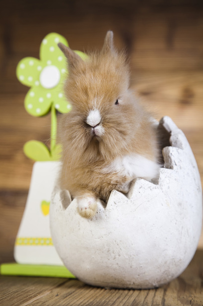 vážné králík s zelený květ - Fotografie, Obrázek