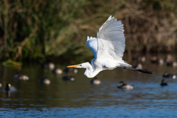 Branca de Neve Egret abana asas de penas brancas enquanto desliza sobre a superfície da lagoa passando por patos flutuantes. - Foto, Imagem