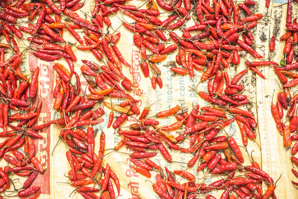 rode hete chili pepers, proces van het drogen van chili op de zon, plat leggen van pittige peper - Foto, afbeelding