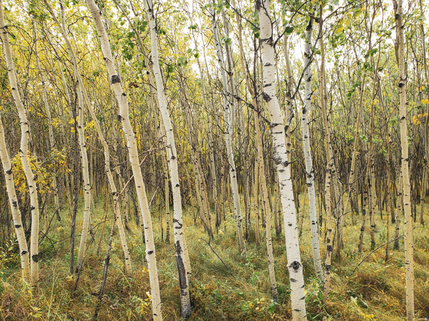 Красивая осенняя сцена с березовыми деревьями, покрытыми золотисто-желтыми листьями в лесу Ассинибойн в Виннипеге, Манитоба, Канада - Фото, изображение
