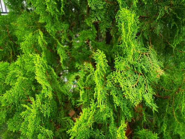 beau platycladus orientalis vert arbre - Photo, image