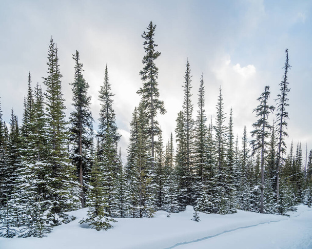 Kananaskis Land in de winter, Alberta, Canadae - Foto, afbeelding