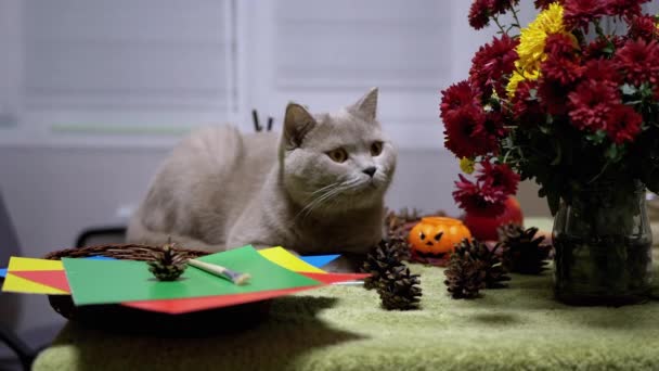 Scottish Straight Cat istuu syksyn kukkien taustalla. Halloween lemmikkien kanssa - Materiaali, video