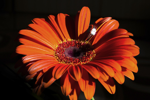 Ring auf Blume Aster - Verlobung - Foto, Bild