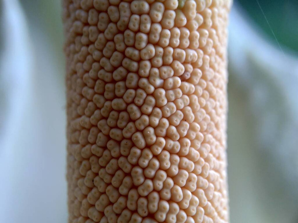 Közelkép makró lövés Amorphophallus paeoniifolius virág textúra (suweg, porang, elefánt láb yam, fehércserép óriás arum) természetes háttérrel - Fotó, kép
