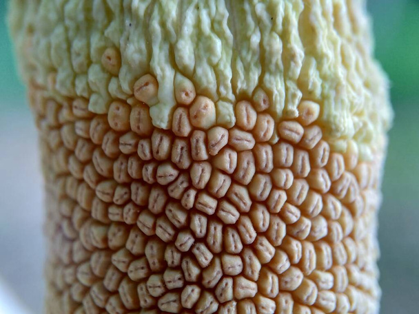 Macro da vicino Amorphophallus paeoniifolius texture floreale (suweg, porang, elephant foot yam, whitespot giant arum) con sfondo naturale - Foto, immagini