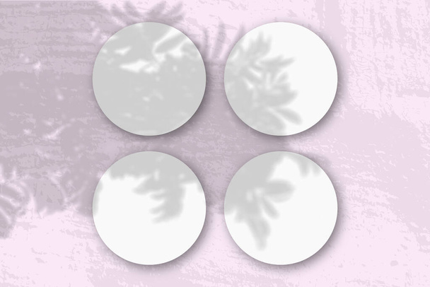 Luonnonvalo heittää varjoja Rowanin haarasta 4 pyöreälle kuvioidulle paperille - Valokuva, kuva