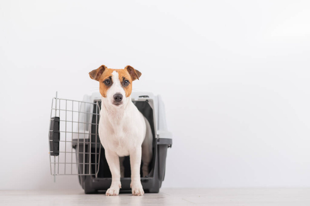 Dog jack russell terrier inside a travel carrier box for animals - Foto, immagini