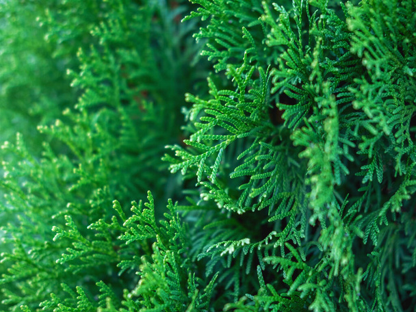 Evergreen thuja branches close up as a christmas background. - Foto, afbeelding