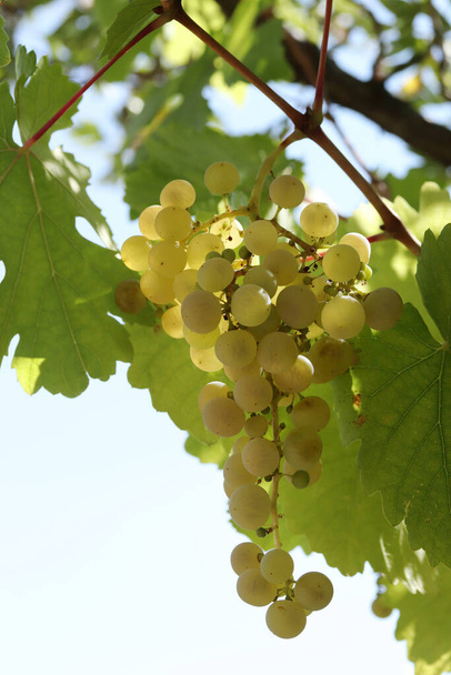 Uvas blancas naturales maduras en otoño - Foto, imagen