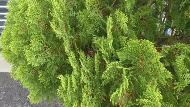 metraje del hermoso árbol verde platycladus orientalis - Imágenes, Vídeo