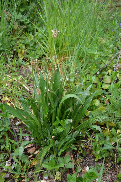 Οι ανθισμένες κεφαλές του φυτού Ribwort plantain, lanceolata. Αρκετές ταξιανθίες στο γρασίδι. Ribwort plantain είναι επίσης ένα παραδοσιακό φαρμακευτικό φυτό. - Φωτογραφία, εικόνα