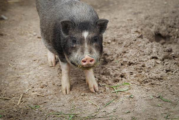 Fat pig in the barn. Farming.  - Fotó, kép