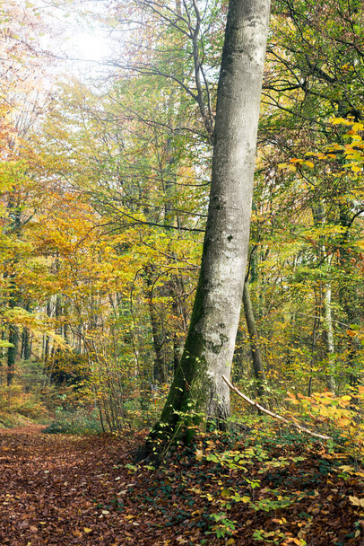 View of beautiful trees in the autumnal forest - Foto, immagini