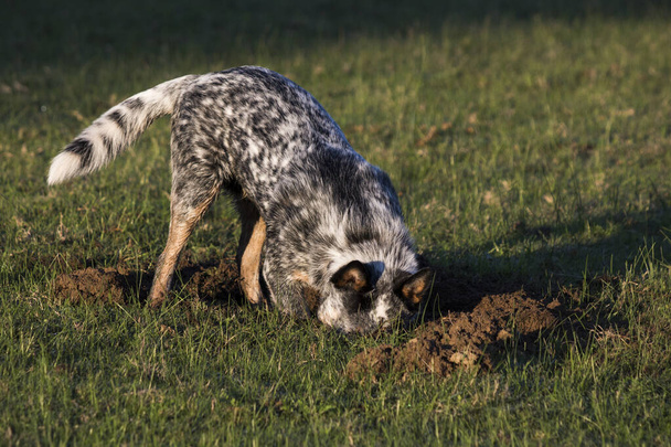 Australijski Pies Bydlęcy (Blue Heeler) wykopuje dziurę w trawie - Zdjęcie, obraz