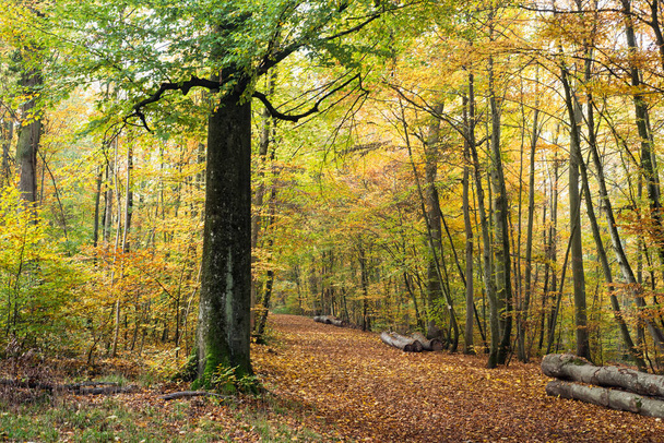 View of beautiful trees in the autumnal forest - Photo, Image