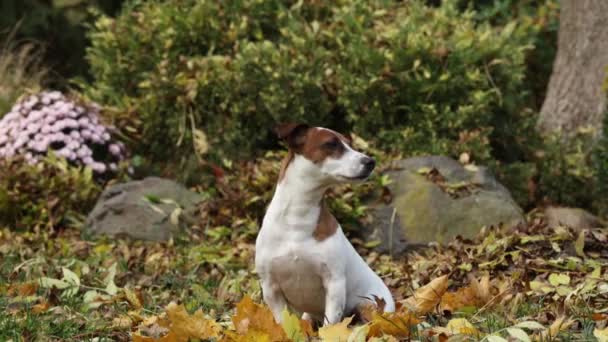 Jack Russell Terrier zittend op een blad in de herfsttuin  - Video