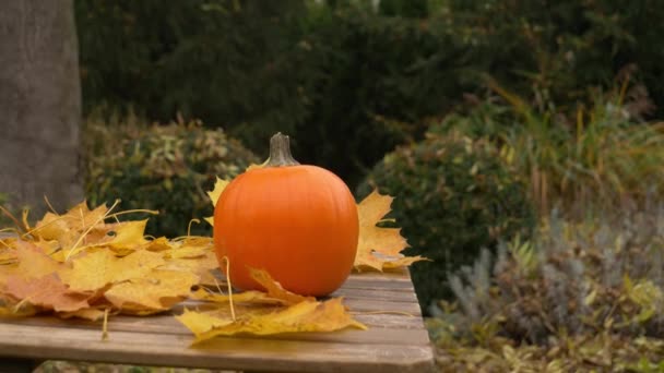 Pumpkin and maple leaves on a table in a garden - Footage, Video