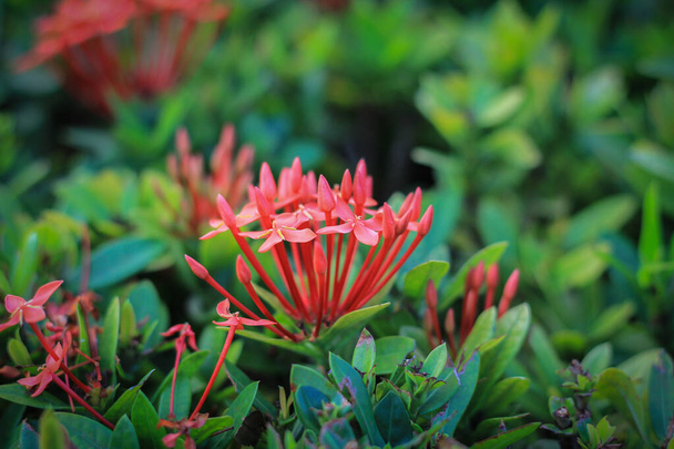 plant of the genus lxora with color is red. - Photo, Image