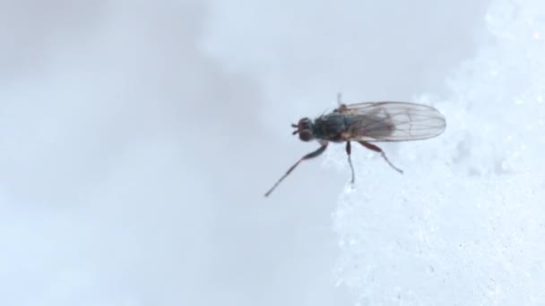  fly on the snow, winter, Gran Paradiso National Park, Alps, Italy, insect, fly, snow,  - Footage, Video