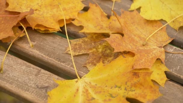 muple bladeren op een tafel in een tuin - Video