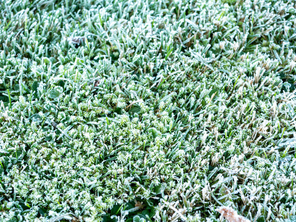 Kışın bir çayırda olgunlaşır - Fotoğraf, Görsel