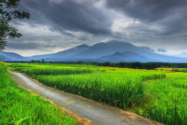 die Schönheit des Morgens mit Panoramablick auf grüne Reisfelder mit bewölktem schwarzen Himmel in Bengkulu. Indonesien - Foto, Bild