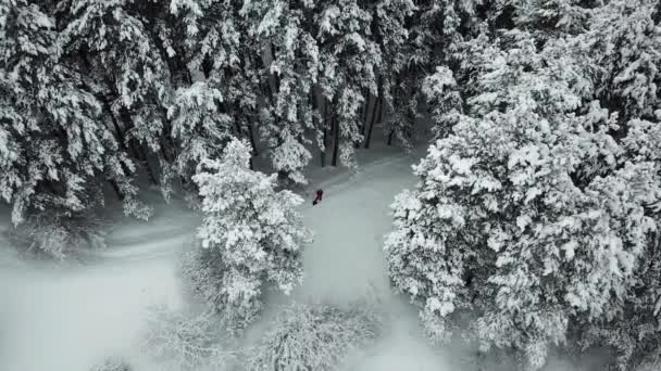 冬の森は新雪に覆われています. - 映像、動画