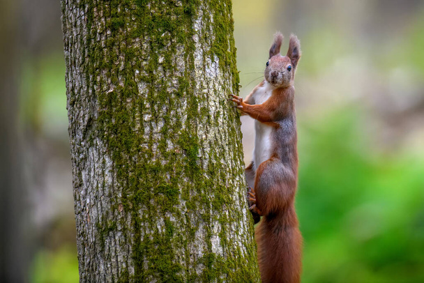 Curiosa ardilla roja asomándose detrás del tronco del árbol. Vida silvestre escena de la naturaleza - Foto, Imagen