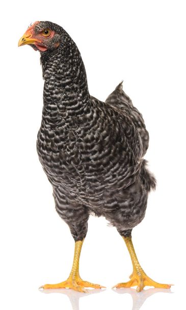 ein schwarzes Huhn isoliert auf weißem Hintergrund, Studiodreh - Foto, Bild