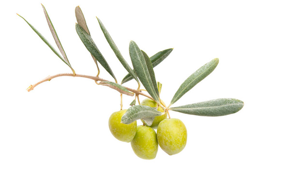 branch with olives isolated on white background - Photo, Image