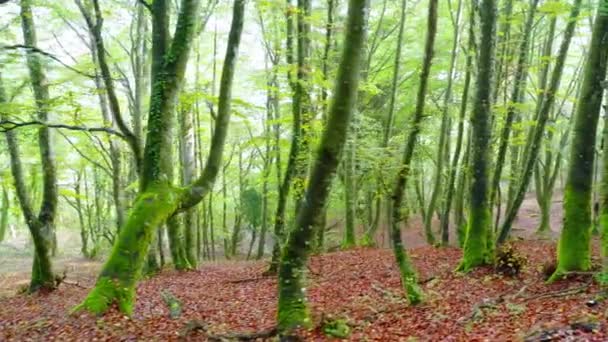 Bois de hêtre et brouillard. Zuya, Alava, Pays Basque, Espagne, Europe. 4K. - Séquence, vidéo