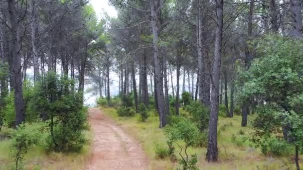 Pad in een dennenbos. Ayegui, Navarra, Spanje, Europa. 4K. - Video