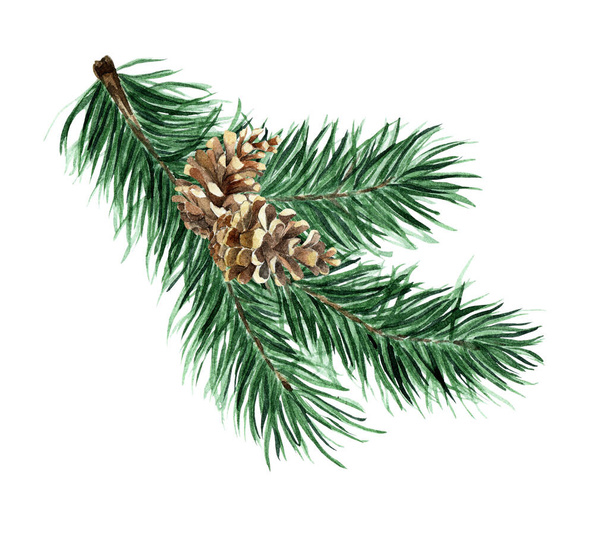Christmas tree of coniferous branches and cones. Watercolor illustration Spruce branch with a cone. Pine branch. Isolated on white background. Drawn by hand. - Photo, Image