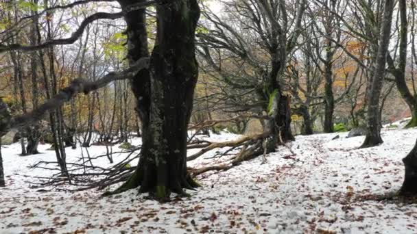 Beechwood v zimě. Ioar Mount. Navarre, Španělsko, Evropa. 4K. - Záběry, video