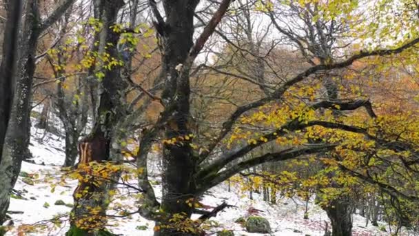 Bükkfa télen. Ioar Mount-ban. Navarra, Spanyolország, Európa. 4K. - Felvétel, videó