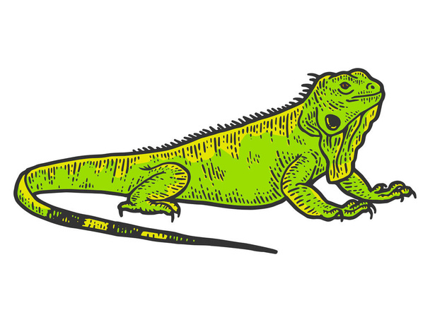 Esboço de Iguana, desenhando um grande lagarto. Cor de design de impressão de vestuário - Vetor, Imagem