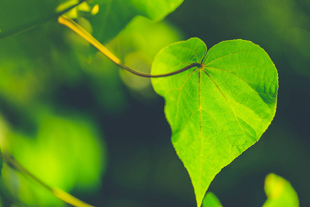 Romantica forma ad albero con foglie a forma di cuore, foglia verde a forma di cuore alla luce naturale del sole. Pianta esotica foglia verde fresco, amore, concetto di romanticismo - Foto, immagini