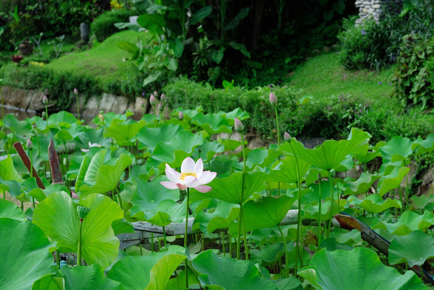 Blooming Lotus surrounded by leaves on a green background - Foto, Imagen