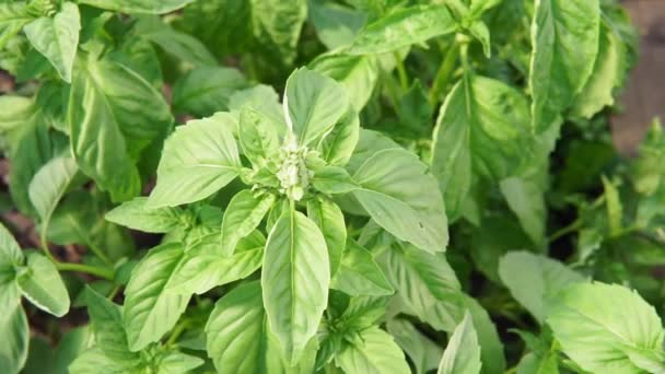 green Basil, Ocimum basilicum close-up growing spices - Footage, Video