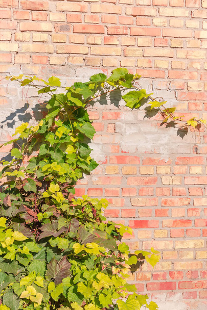 Branches de raisins poussant près du vieux mur de briques rouges et jaunes partiellement fendues en automne jour ensoleillé, fond - Photo, image