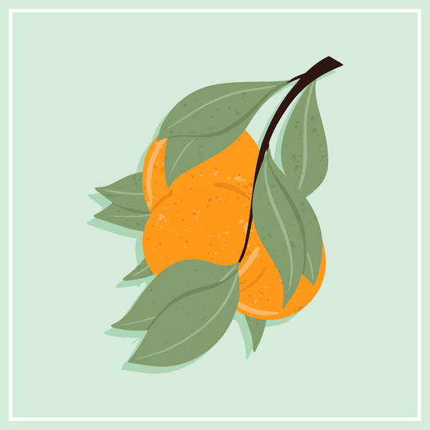 Frescos frutos naranjas texturizados en rama con hojas vector ilustración dibujada a mano. - Vector, Imagen