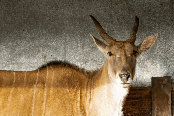 Un jeune homme Kudu Up Close, Side On - Photo, image