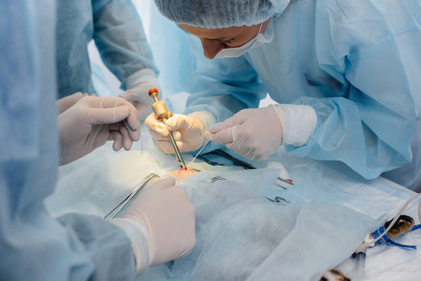 In a modern veterinary clinic, an operation is performed on an animal on the operating table in close-up. Veterinary clinic - Photo, Image