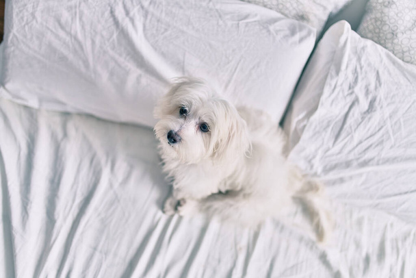 Rozkošný bílý pes v posteli. - Fotografie, Obrázek