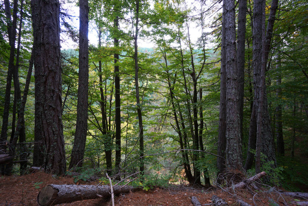 Paisaje típico de bosque y naturaleza en el Parque Nacional de Sila en Calabria, Italia - Foto, imagen