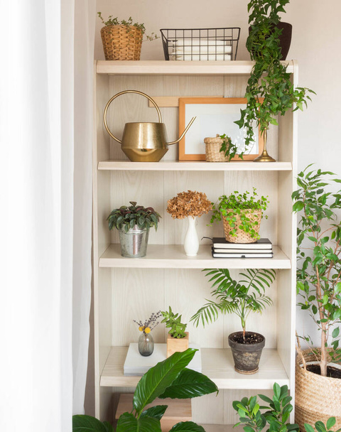 Houseplants and home decor on wooden shelves. Modern room decor. Front view. - 写真・画像